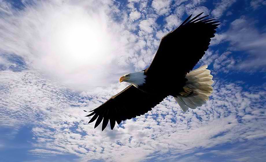 Did you know that an eagle, known as a symbol of the sky and freedom, among birds has the longest life expectancy,since it can live even seventy years, almost as long as man. A necessary condition for its long life is to go through a painful process 