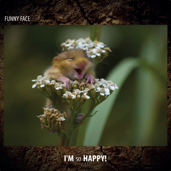 Funny Face - I'm So Happy!