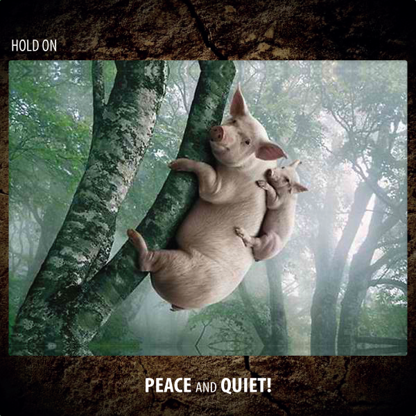 Hold On - Peace And Quiet!