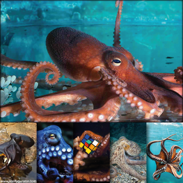 The Oldest And Totally Different – Octopus