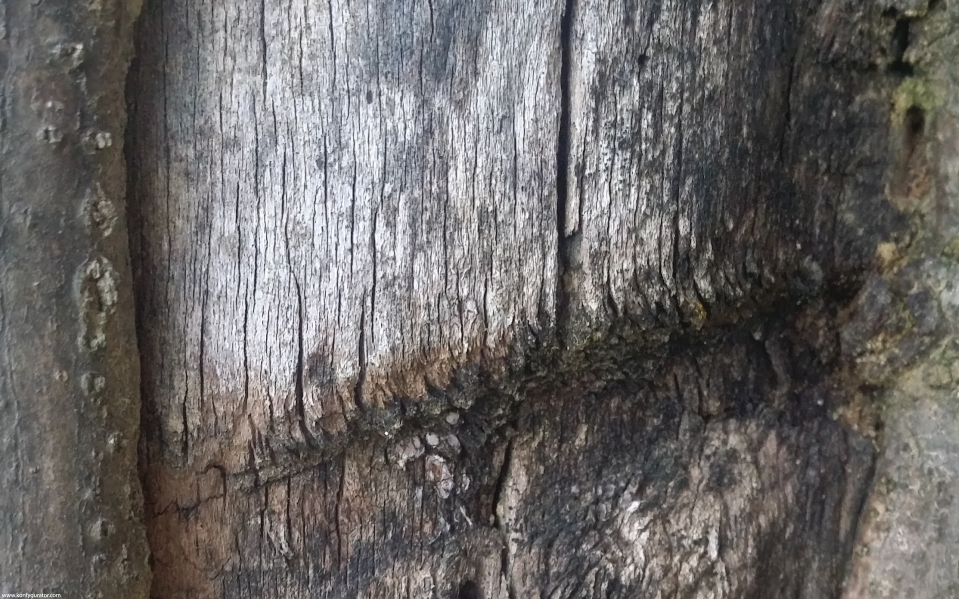 HD Wallpapers - Textures - bark, wood, old