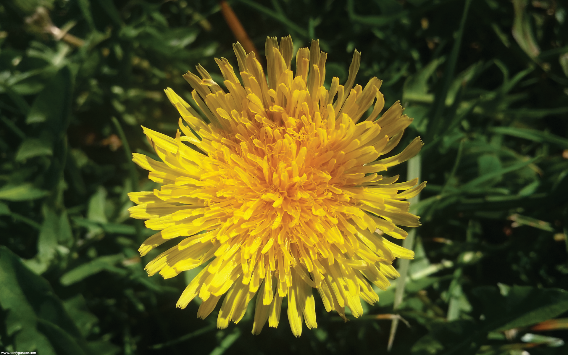 HD Wallpapers - Nature - dandelion, one, yellow