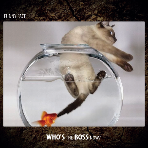 Funny Face - Who's The Boss Now?