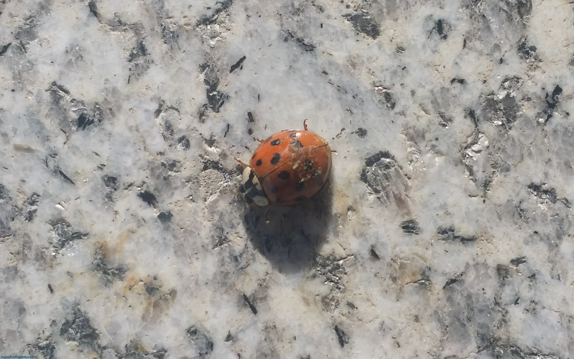 HD Wallpapers - Nature - ladybug, stone, gray