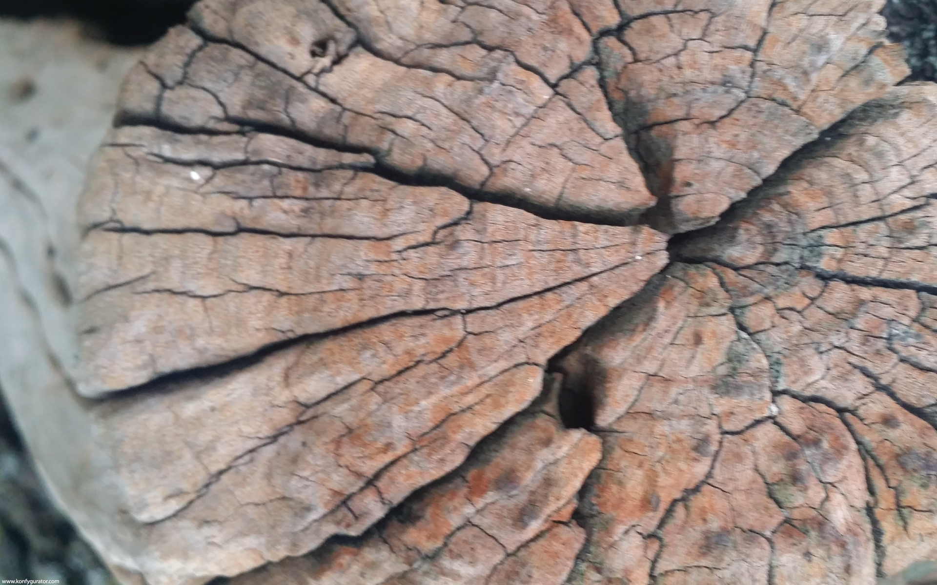HD Wallpapers - Textures - stump, old, hive, cracked